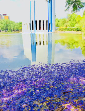 蓝花楹池塘