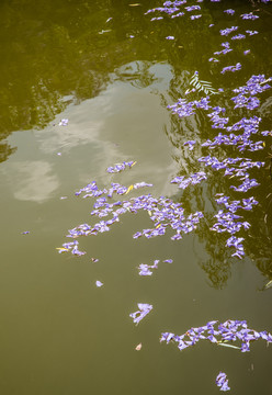 池塘花瓣