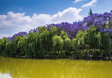 湖畔蓝花楹