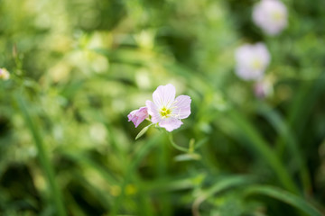 小花散景