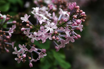 丁香花