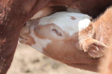 牛吃奶