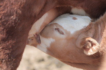 小牛吃奶