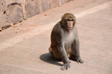 金丝猴
