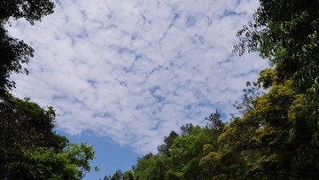 棉花云海