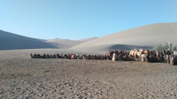 沙漠骆驼