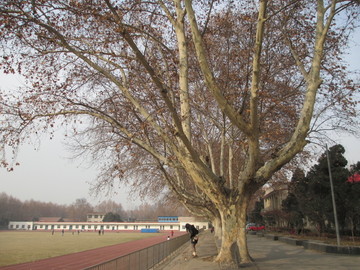 古树 校园