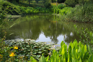 池塘 绿色池塘