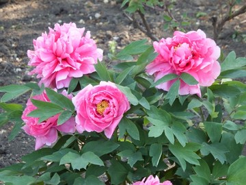 牡丹花
