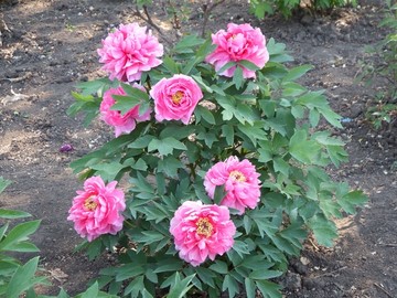牡丹花