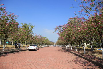 校道
