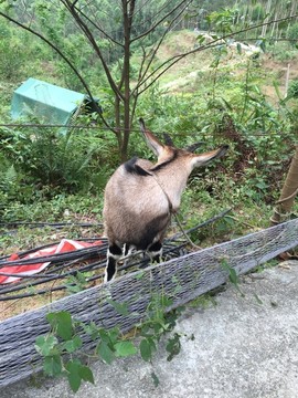 皂幕山黑山羊