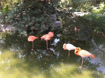 广州动物园鸟