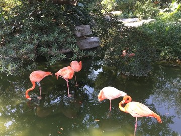 广州动物园鸟