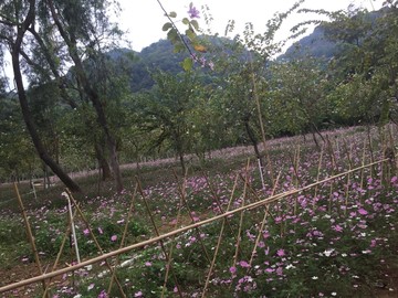 西樵环山花海