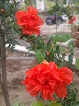石榴花