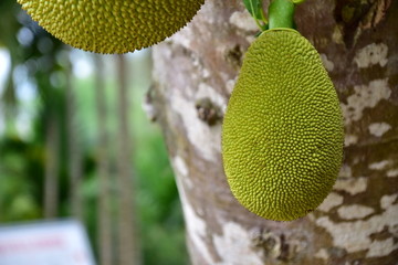 菠萝蜜