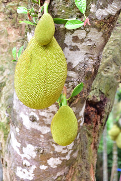 菠萝蜜