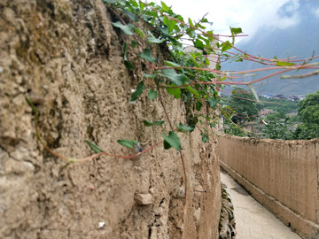 黄土墙小道
