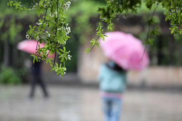 雨中即景