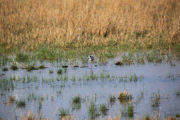 湿地 水鸟 水 草 鸟
