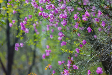 杜鹃花