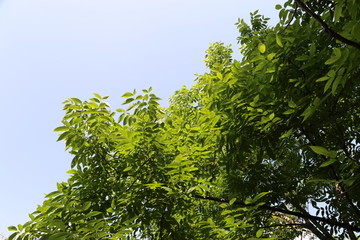 核桃 坚果 核桃树 绿核桃