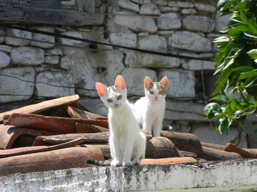 两只欧洲白色小猫