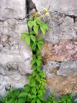 爬山虎 绿植墙