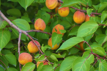 杏 杏树