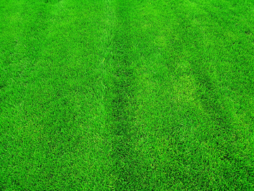 绿植 草坪