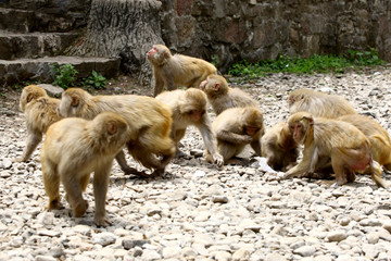 猕猴 觅食的猴子