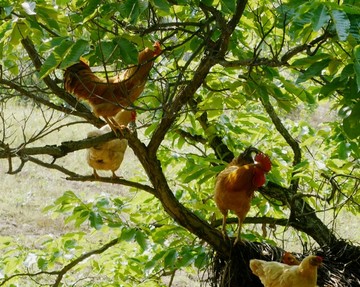 树上的鸡