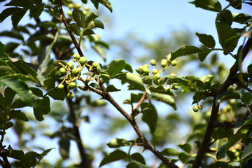 花椒