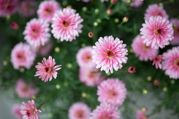 玛格丽特花