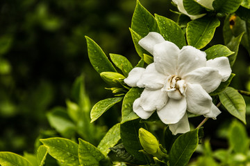 栀子花