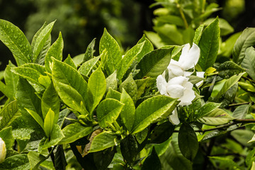 雨中栀子花