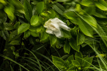 梦幻栀子花