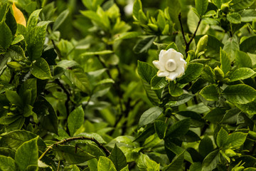 栀子花开