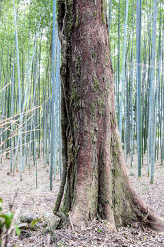 日本岚山竹林