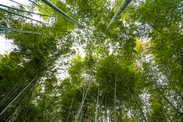 岚山竹林