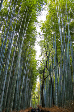 岚山竹林