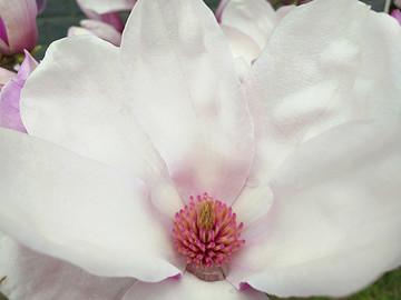 粉色玉兰花