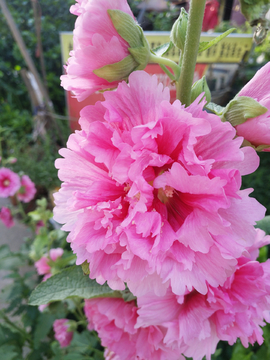 花