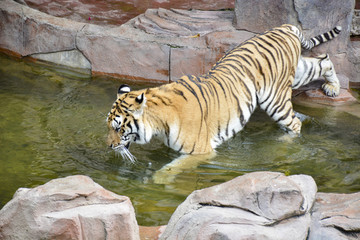 水里行走的老虎