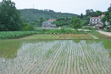 秧苗 水稻田