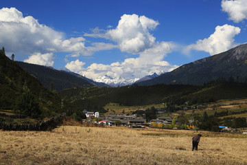 牧场 高山草甸