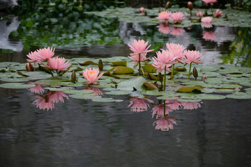 粉色睡莲花