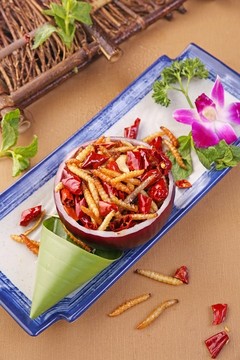 炸竹虫
