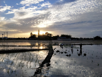 落日下的水稻田